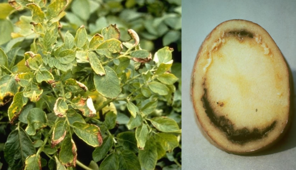 Patata, trovato focolaio di marciume anulare in Calabria
