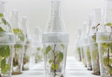 Tea, la ricerca italiana è pronta a cambiare l’agricoltura