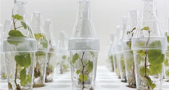 Tea: un’opportunità per il futuro dell’agricoltura italiana