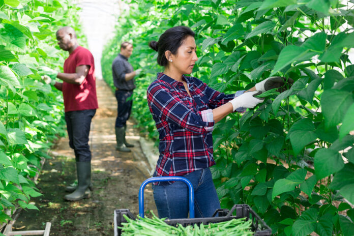 trasparenza-salariale-1_AdobeStock_409141025Hispanic female worker gathering crop of beans in hothouse