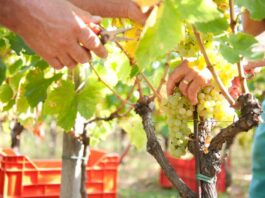 Vendemmia 2026, si parte