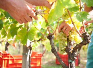 Vendemmia 2026, si parte
