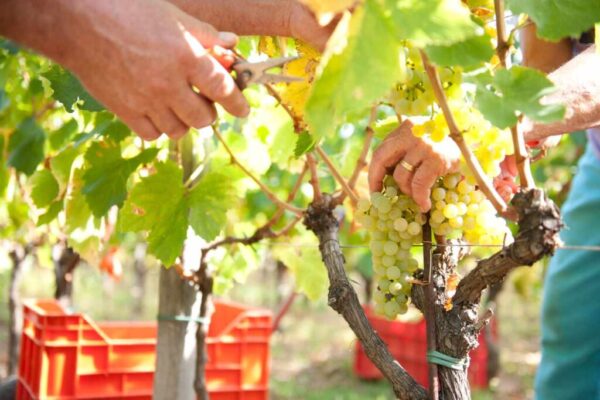 Vendemmia 2026, si parte