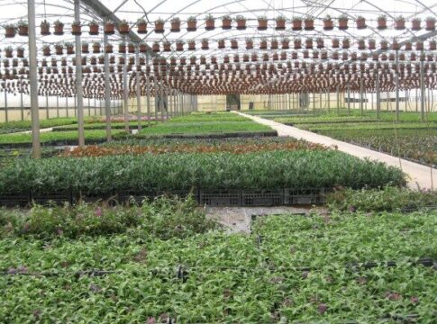 Xylella, i vivaisti chiedono regole più aderenti al rischio