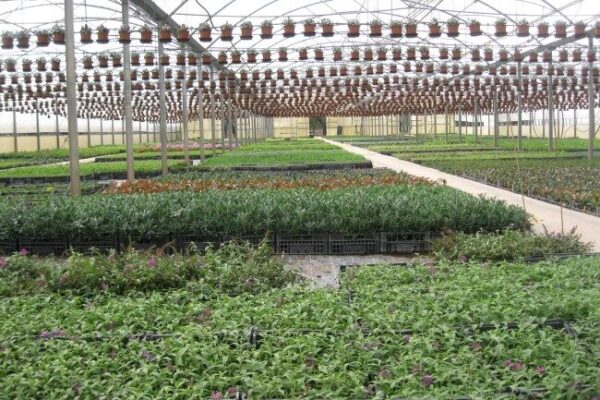 Xylella, i vivaisti chiedono regole più aderenti al rischio