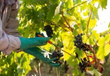 puglia vendemmia