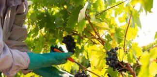 puglia vendemmia