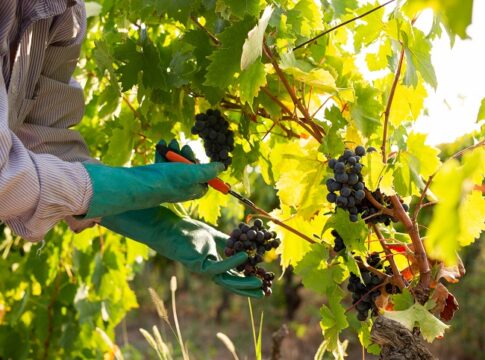 In Puglia vendemmia abbondante, ma mercato con il fiato corto puglia vendemmia