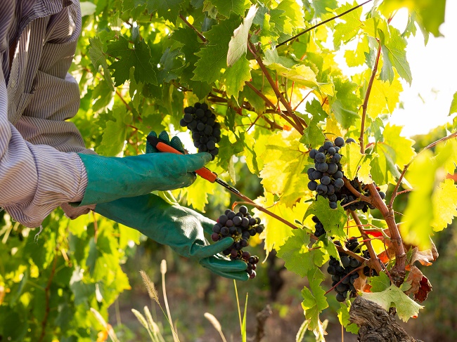 Apertura puglia vendemmia