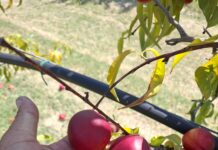 Siccità e caldo, Apofruit chiede interventi strutturali