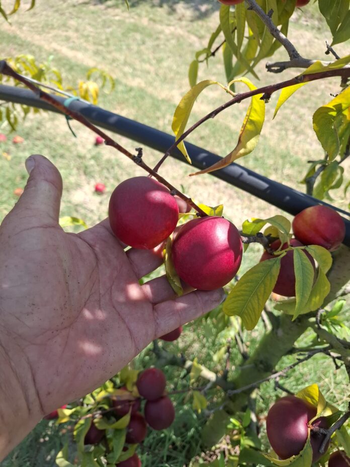 Apofruit_siccità