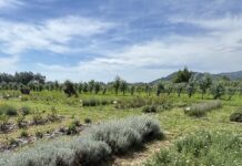 Piante officinali, biodiversità e nuove tecnologie per aumentare qualità e redditività