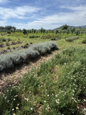 Piante officinali, biodiversità e nuove tecnologie per aumentare qualità e redditività