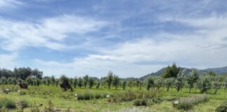 Piante officinali, biodiversità e nuove tecnologie per aumentare qualità e redditività