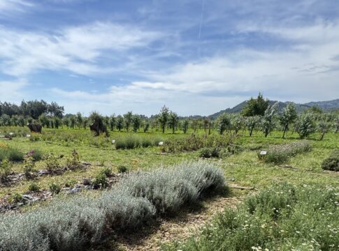 Piante officinali, biodiversità e nuove tecnologie per aumentare qualità e redditività