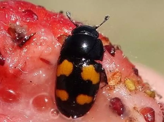 nitidulidi