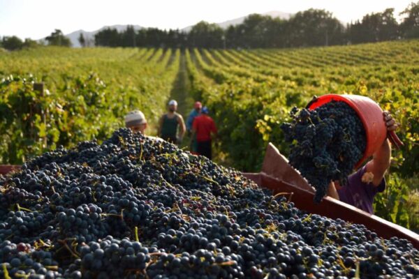 L’ombra delle giacenze sulla vendemmia 2026