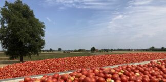 Pomodoro da industria, campagna 2026 all’insegna della qualità