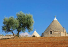 Regione Puglia istituisce Tavolo regionale del Partenariato per Pac 2028-2034 tavolo regionale partenariato