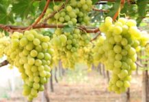 uva da tavola puglia