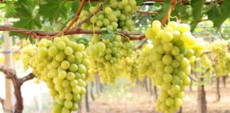 uva da tavola puglia