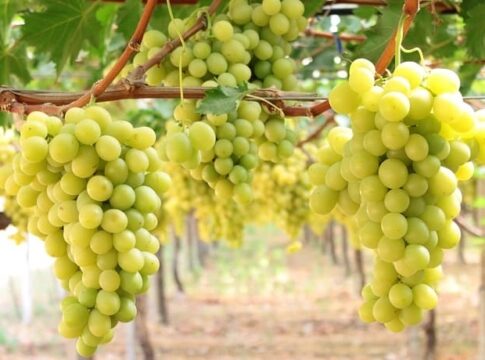uva da tavola puglia
