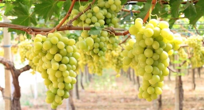 uva da tavola puglia