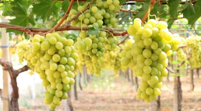 uva da tavola puglia