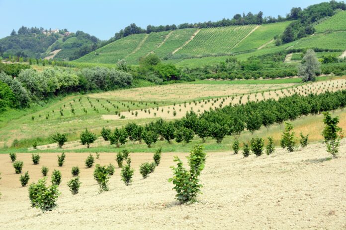 noccioleti piemonte