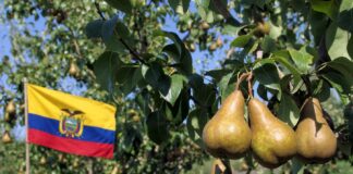 Pere italiane, si apre il mercato dell’Ecuador