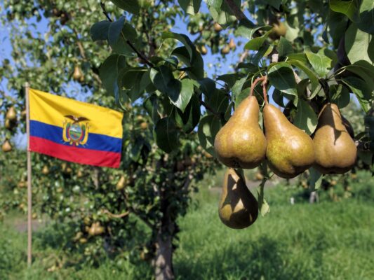 Pere italiane, si apre il mercato dell’Ecuador