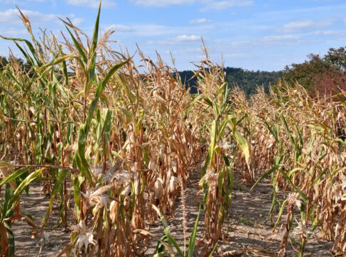 Siccità, l’agricoltura italiana fa i conti con un’estate sempre più difficile