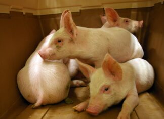 Zootecnia, possibile il via libera alla riserva di crisi Ue per gli allevamenti colpiti dalle epizoozie