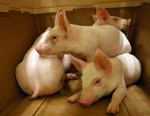 Zootecnia, possibile il via libera alla riserva di crisi Ue per gli allevamenti colpiti dalle epizoozie