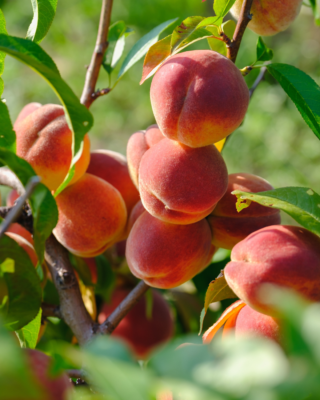 pesche romagna