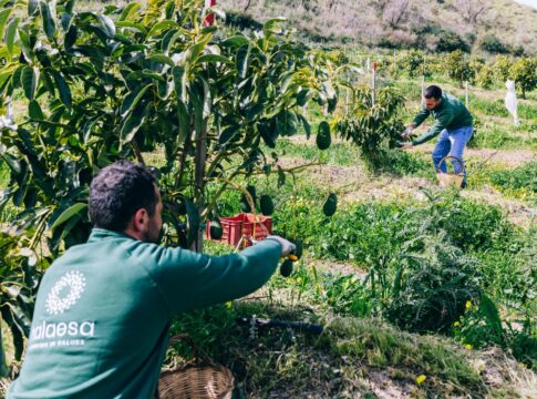 Avocado, in Sicilia un investimento da 20 milioni di euro avocado sicilia