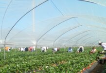 Fragola, Apofruit supera i 150 ettari nel Metapontino