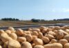 Borsa Patate, Bologna alza il prezzo