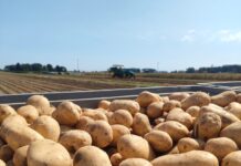 Borsa Patate, Bologna alza il prezzo
