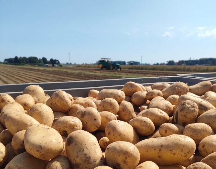 CEPA_Patate