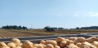 Patate, campagna positiva: produzioni stabili e qualità elevata