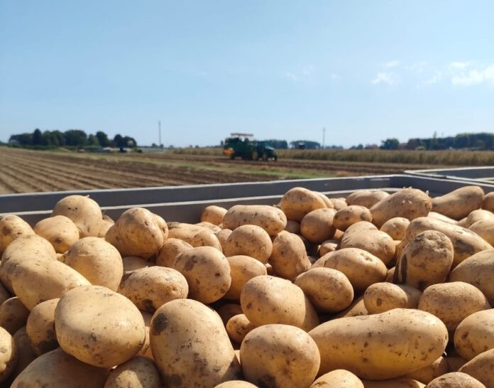 CEPA_Patate