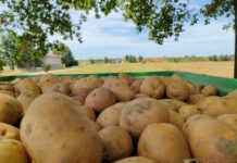 Patate, il clima taglia le produzioni: prezzi in aumento