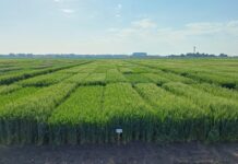 Grano duro, le cultivar consigliate