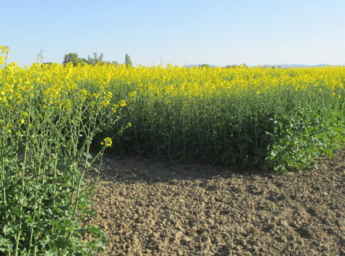 Colza, rese basse per il terzo anno consecutivo