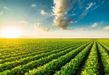 La sfida dell’Europa sulle proteine vegetali