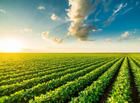 La sfida dell’Europa sulle proteine vegetali