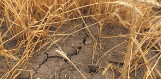 Siccità, l’agricoltura presenta il conto. Bruxelles cerca risposte