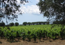 Un piano per supportare il settore vitivinicolo pugliese Confagricoltura e Coldiretti