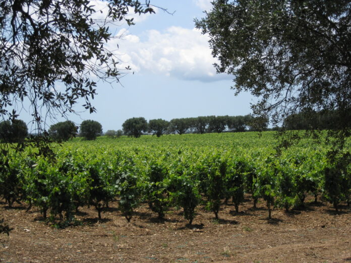 Immagine 679 Confagricoltura e Coldiretti